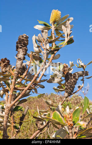 Un faible angle d'un banksia praemorsa dans le ciel bleu quelque part en Australie. Banque D'Images