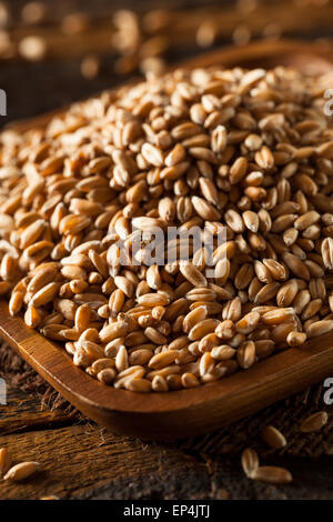 Les grains d'épeautre bio dans un bol Banque D'Images
