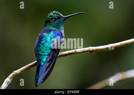 Un Violet-bellied hummingbird (Juliamyia julie) est perché sur une branche dans la forêt tropicale de Mindo, l'Équateur. Banque D'Images