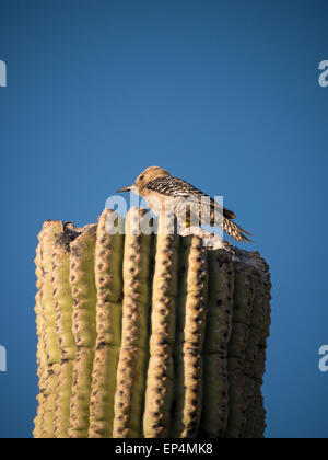 Gila woodpecker sur une branche, saguaro Lost Dutchman State Park, Apache Junction, Arizona. Banque D'Images
