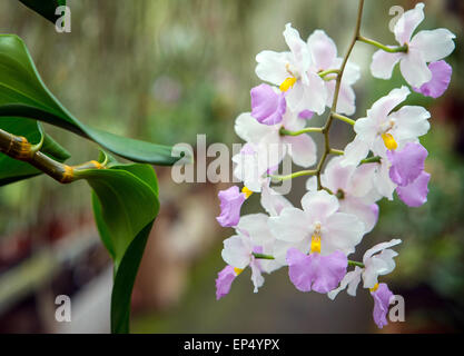 Grossraeschen, Allemagne. Le 08 Avr, 2015. Une orchidée, exerçant son activité sous le nom botanique Cuitlauzina pendula, les fleurs dans la serre d'orchidées dans Grossraeschen producteur Hans-Joachim Wlodarczyk, Allemagne, 08 avril 2015. Photo : Patrick Pleul/dpa/Alamy Live News Banque D'Images