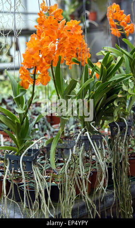 Grossraeschen, Allemagne. Le 08 Avr, 2015. Une orchidée, exerçant son activité sous le nom botanique Ascocenda Thai Orange, les fleurs dans la serre d'orchidées dans Grossraeschen producteur Hans-Joachim Wlodarczyk, Allemagne, 08 avril 2015. Photo : Patrick Pleul/dpa/Alamy Live News Banque D'Images