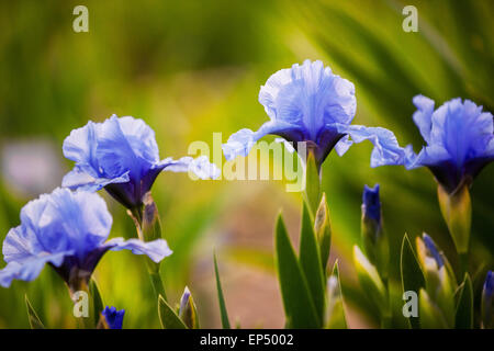 Iris bleu des fleurs dans le jardin Banque D'Images