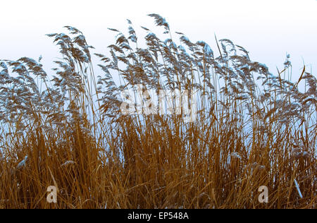 L'herbe sèche (Reed) Phragmites communis, avec des céréales en hiver, couverte de neige. Banque D'Images