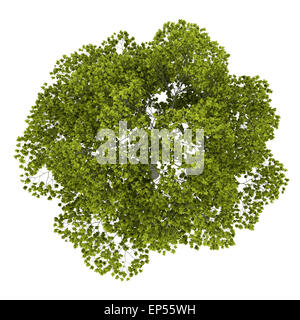 Vue du dessus de l'american beech tree isolated on white Banque D'Images