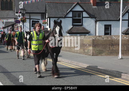 Chevaux au travail à pied à travers le centre de Llangollen, nord du Pays de Galles. Ils tirent des bateaux sur le canal de Llangollen. Banque D'Images