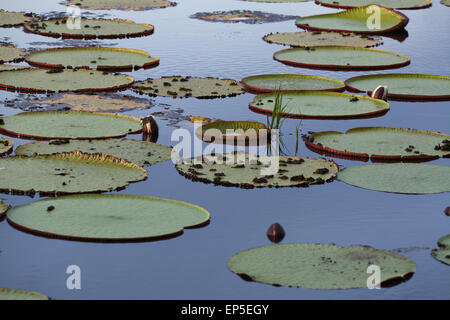 Nénuphar géant (Victoria Amazonica). Tampons de feuilles ou d'âges différents. Haut ou la partie supérieure des côtés des feuilles flottantes. Rupununi. Guyana Banque D'Images