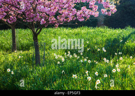 Cerisiers et daffoldils sur le Bowood Estate dans le Wiltshire au printemps. Banque D'Images