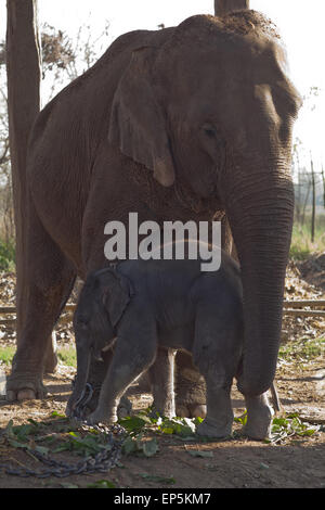 Vache veau et de l'éléphant d'Asie. (Elephas maximus). Le parc national de Bardia, Centre d'élevage. Terai occidental. Le Népal. Banque D'Images