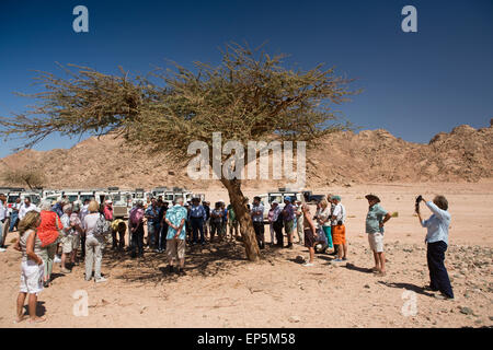 L'Egypte, le Sinaï, Sharm el Sheikh, le Parc National de Nabq, tour d'groupe cherchant l'ombre sous les arbre Banque D'Images