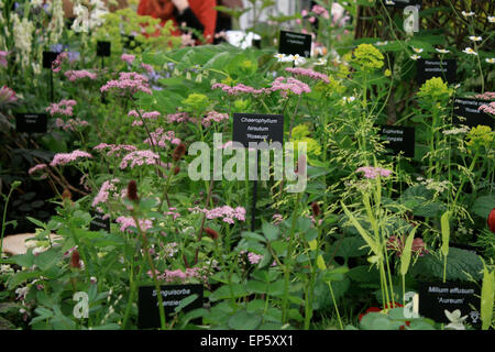 Les herbes et les plantes exposées au stand de pépinière en chapiteau floral avec des étiquettes à RHS Chelsea Flower Show, Mai 2014 Banque D'Images