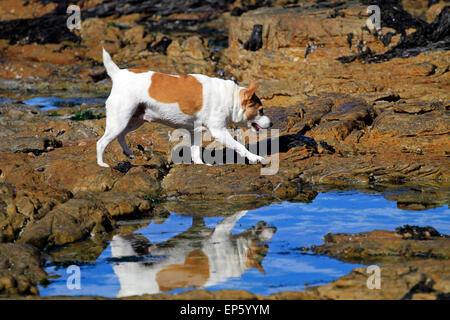 Petit chien jouant dans bassin de marée dans village balnéaire de Scarborough, près de Cape Town, Afrique du Sud. Banque D'Images