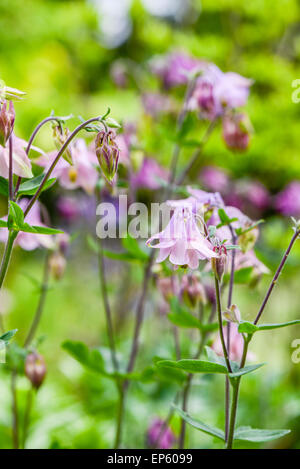 Aquilegia, Ranunculaceae, Autriche, Basse Autriche, le sud de la Basse-Autriche, Deggendorf Banque D'Images