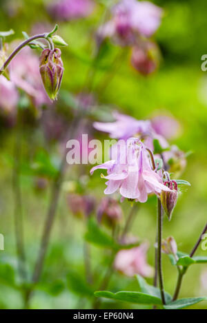 Aquilegia, Ranunculaceae, Autriche, Basse Autriche, le sud de la Basse-Autriche, Deggendorf Banque D'Images