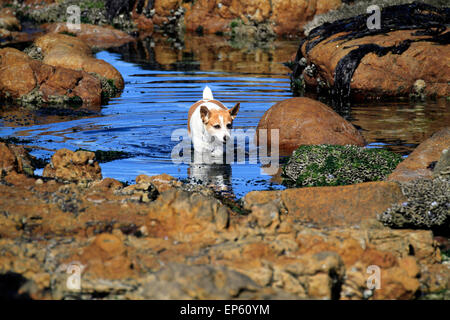 Petit chien jouant dans bassin de marée dans village balnéaire de Scarborough, près de Cape Town, Afrique du Sud. Banque D'Images