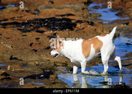 Petit chien jouant dans bassin de marée dans village balnéaire de Scarborough, près de Cape Town, Afrique du Sud. Banque D'Images