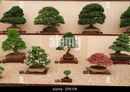 Bonsai affichage sur piédestal spécialiste dans des manifestations florales au RHS Chelsea Flower Show, Mai 2014 Banque D'Images