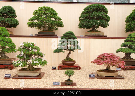 Bonsai affichage sur piédestal spécialiste dans des manifestations florales au RHS Chelsea Flower Show, Mai 2014 Banque D'Images