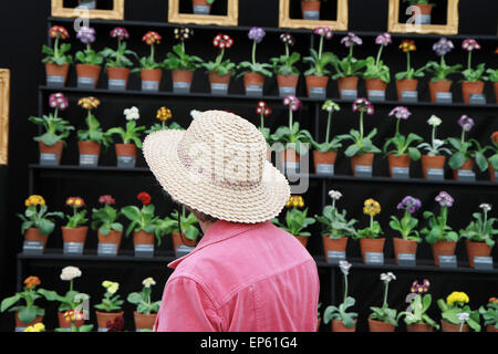 Personne en hat à Auricula theatre afficher sur l'usine en position de spécialiste à chapiteau floral RHS Chelsea Flower Show, Mai 2014 Banque D'Images
