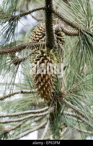 Pinus coulteri. Coulter pine tree et cône de pin Banque D'Images