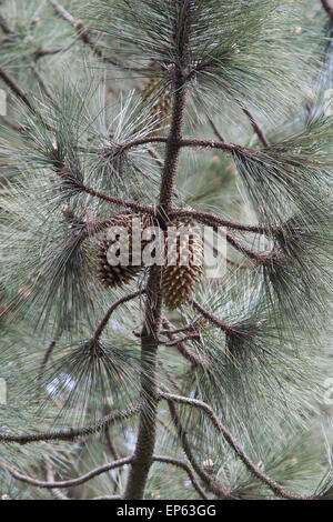 Pinus coulteri. Coulter pine tree et cône de pin Banque D'Images