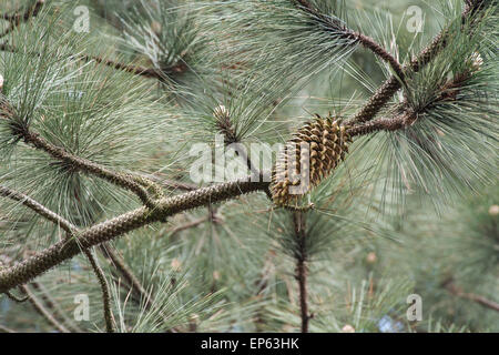 Pinus coulteri. Coulter pine tree et cône de pin Banque D'Images