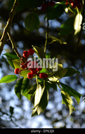 Des baies de houx et de feuilles sur un arbre Holly au soleil près de Arundel Banque D'Images