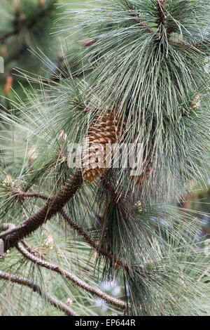 Pinus coulteri. Coulter pine tree et cône de pin Banque D'Images