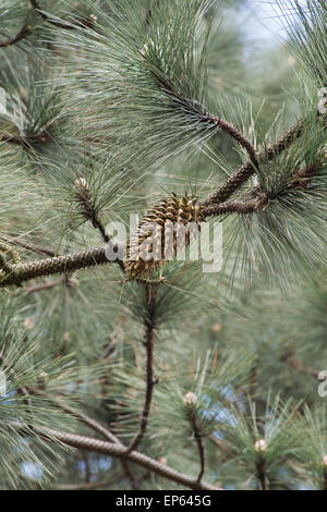 Pinus coulteri. Coulter pine tree et cône de pin Banque D'Images