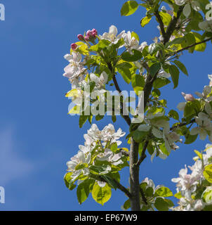 Apple Blossom crabe contre un ciel bleu (Malus sylvestris) au printemps, Hampshire, England, UK Banque D'Images