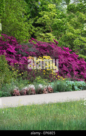 Rhododendron obtusum var. amoenum. Azalea fleurs magenta au RHS Wisley Gardens, Surrey, Angleterre Banque D'Images