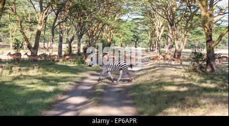 Antilopes et zèbres sur fond de road Banque D'Images