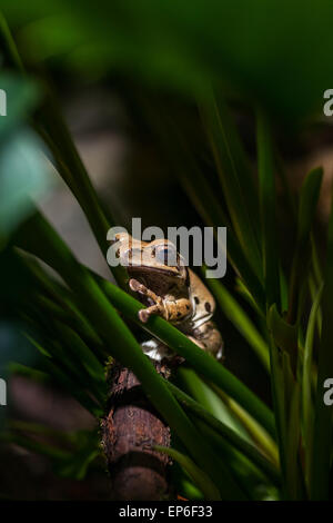 Grenouille sur tiges vertes Banque D'Images