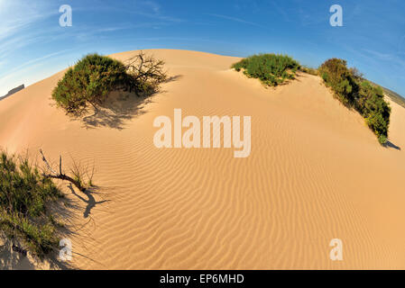 Le Portugal, l'Algarve : dune de sable avec la végétation côtière à Carrapateira Banque D'Images