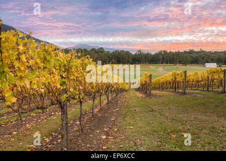 Rov de feuilles jaunes les amendes au vignoble dans la vallée de Yarra, Victoria, Australie Banque D'Images