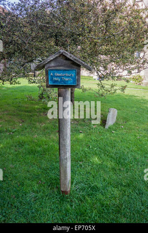 Une sainte Glastonbury Thorn signer dans le cimetière de Saint John l'église baptiste Banque D'Images