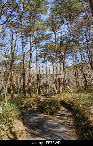 Voir d'Yeongsil trail de Hallasan National park. Halla Mountain est situé dans l'île de Jéju, en Corée. Banque D'Images