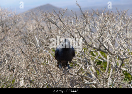 Craw noir sauvage sur une montagne Hallasan à brach dans l'île de Jéju, en Corée. Banque D'Images