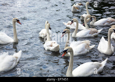 Un groupe de cygnes sur un étang - Wimbledon Park, Londres Banque D'Images