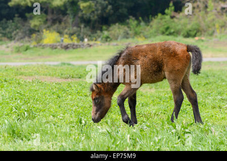 Yoeng pony(une sorte de petit cheval) dans un Livre vert déposé dans l'île de Jéju, en Corée. Banque D'Images