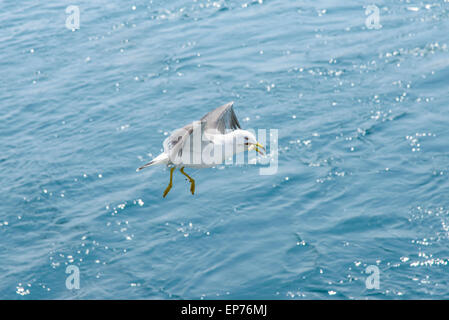 Flying Seagull s tnagled par le courage de pêche autour de ses jambes. Banque D'Images