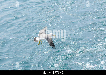 Flying Seagull s tnagled par le courage de pêche autour de ses jambes. Banque D'Images