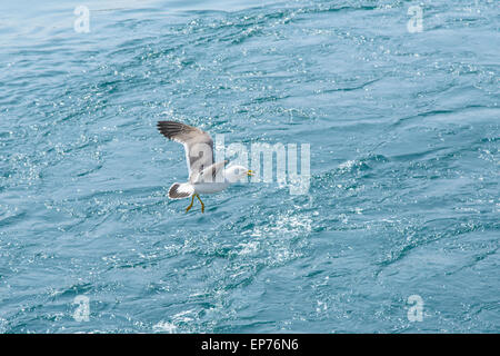 Flying Seagull s tnagled par le courage de pêche autour de ses jambes. Banque D'Images