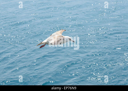 Libre de Mouette survolant la mer bleue en une journée ensoleillée Banque D'Images