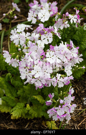 La fin du printemps les fleurs de l'asiatique, Primrose Primula sieboldii 'Jessica' Banque D'Images