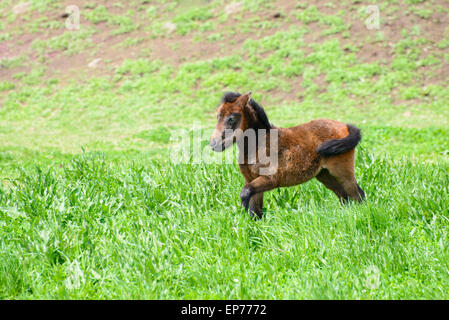 Yoeng pony(une sorte de petit cheval) dans un Livre vert déposé dans l'île de Jéju, en Corée. Banque D'Images