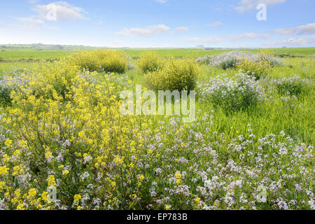 Fleurs de canola et Raphanus sativus var. hortensis pour. raphanistroides dans une île, Gapado déposée en Corée. Banque D'Images