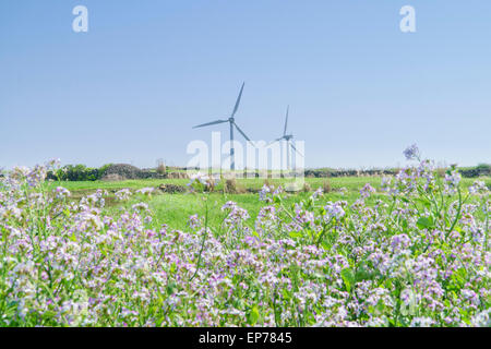 Paysage du champ d'orge verte et générateur de vent avec un ciel clair en Gapado Island l'île de Jeju en Corée. Banque D'Images