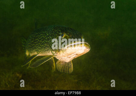 Le grand brochet nager sous l'eau. Banque D'Images