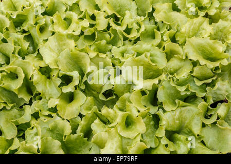 La laitue ou salade de jeunes plantes dans un bac de semences attendent d'être plantés dans un jardin potager. Banque D'Images